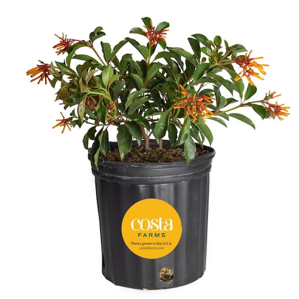 Costa Farms Outdoor Hamelia Fire Bush Plant in 9.25 in. Grower Pot, Avg. Shipping Height 2 ft. to 3 ft. Tall