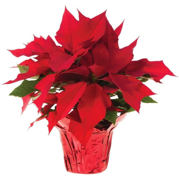 Unbranded 11 in. Poinsettia Holiday Plant in Bowl