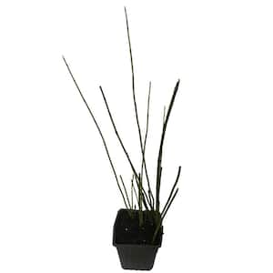 4 in. Pot Horsetail Grass Plant