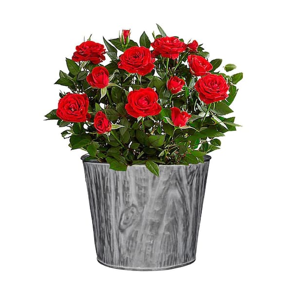 8 in. Galvanized with Whitewash Faux Wood Grain Tin Planter