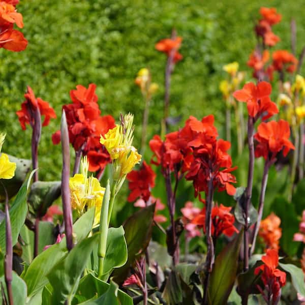 黃美珍 Jane Huang ジェーン・ホアン CD 2セット Cannova® Bronze Orange Canna Lily - Monrovia – Armstrong Garden