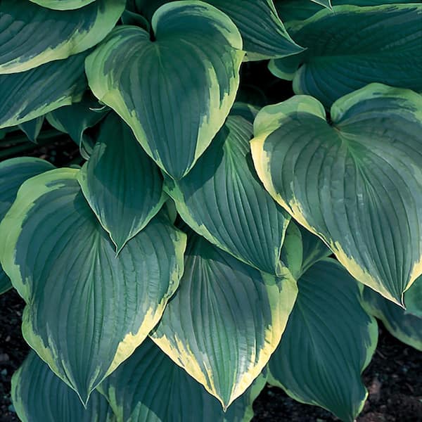 Unbranded #1 Don Stevens White Variegated Hosta Plant