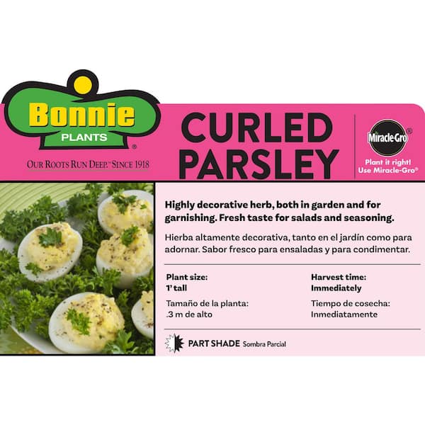 2.32 Qt. Parsley-Curled