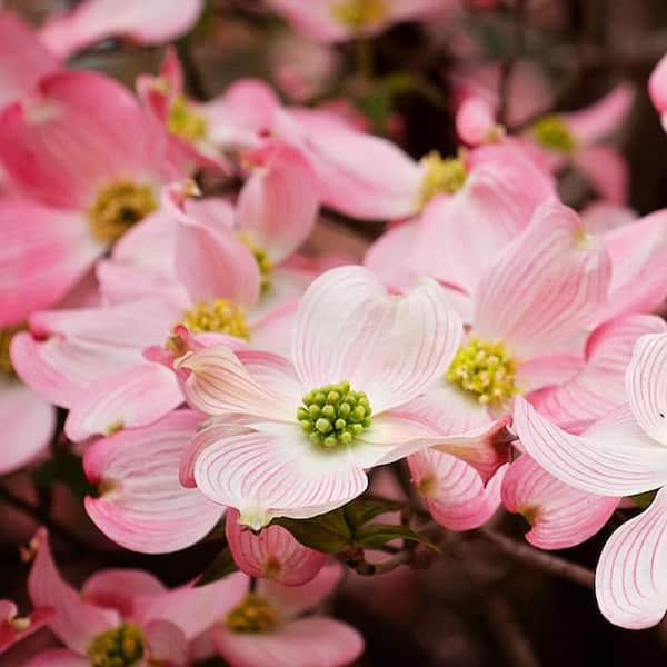 3 Gal. Pink Flowering Deciduous Dogwood Tree