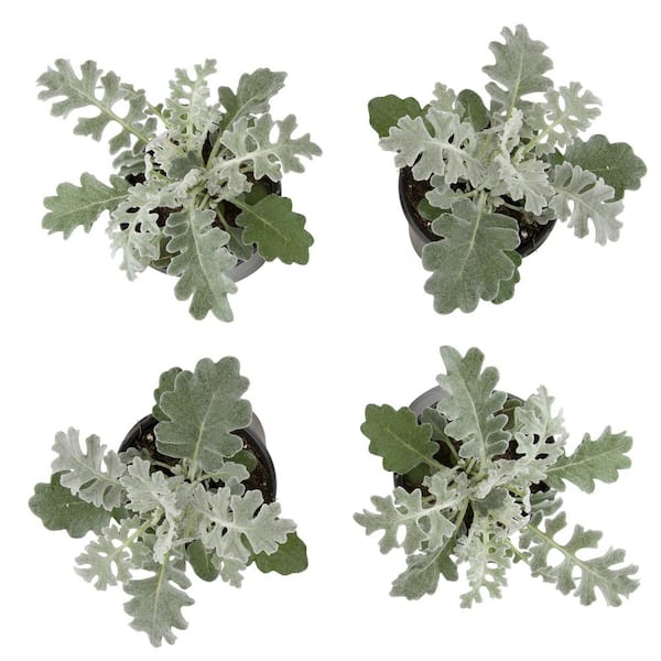 ALTMAN PLANTS - Dusty Miller Silvery-Grey Outdoor Foliage Garden Annual Plants in 4 in. Grower Pots (4-Pack )