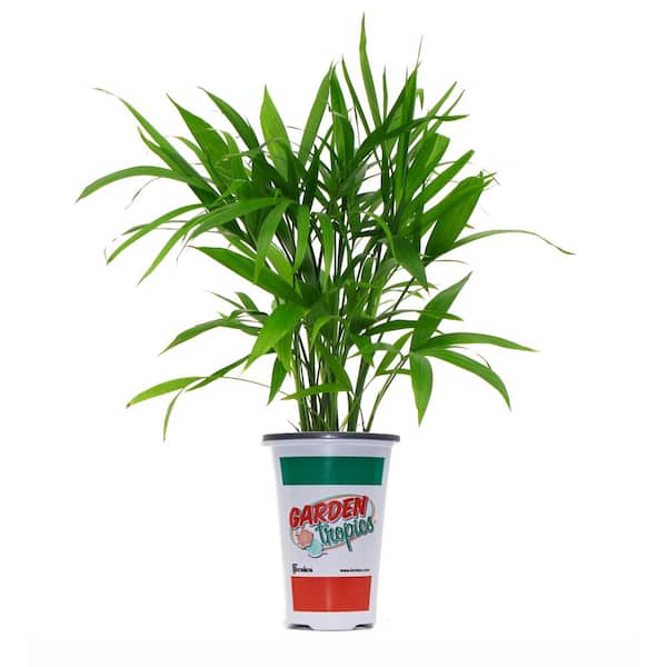 1.71-Pint Majesty Palm Shrub