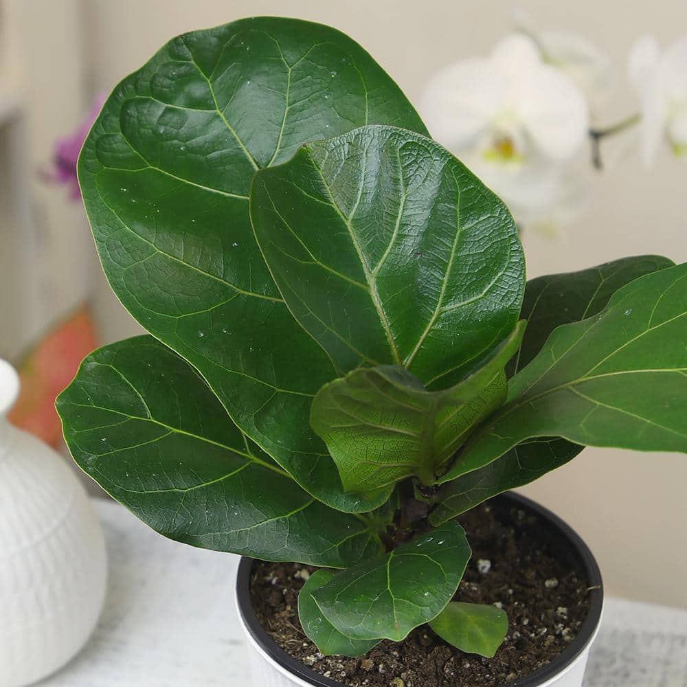 Large Fiddle-Leaf Fig in White Planter