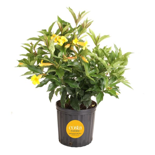 Costa Farms 10 in. Outdoor Yellow Allamanda Plant in Grower Pot, Avg. Shipping Height 26 in. to 32 in. Tall