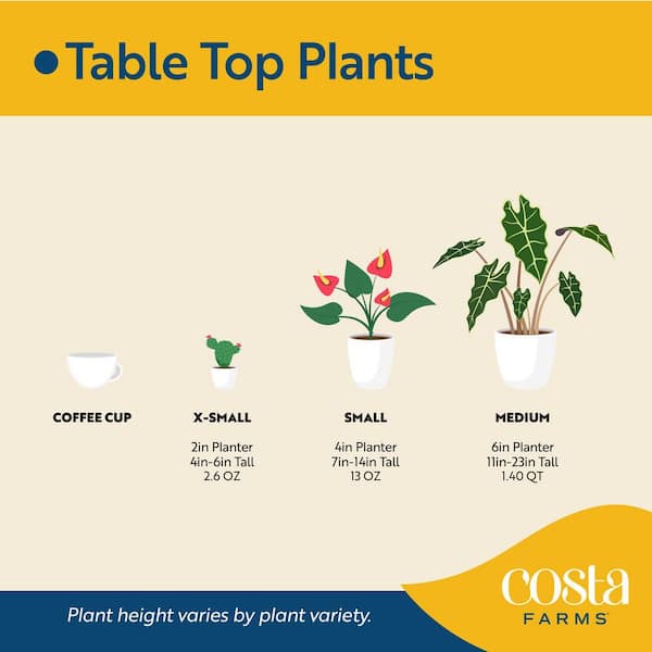 Costa Farms Trending Tropical Raven ZZ Indoor Plant in 6 in. Self