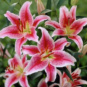 Lilies Oriental Stargazer Set of 3 Bulbs