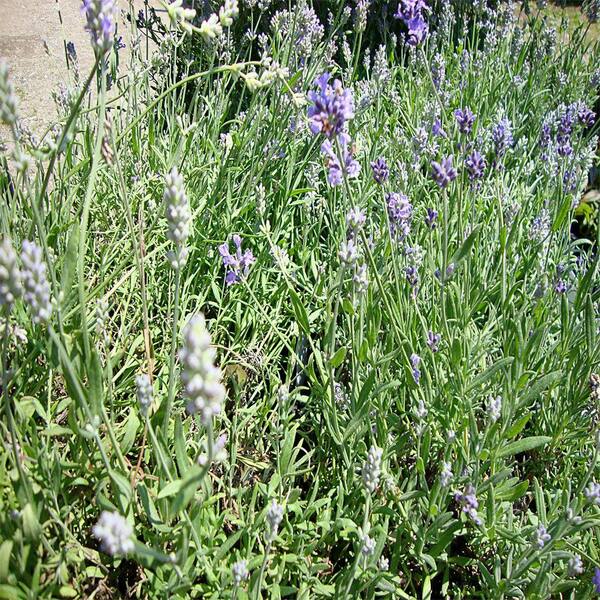 OnlinePlantCenter 1 gal. Hidcote English Lavender Plant