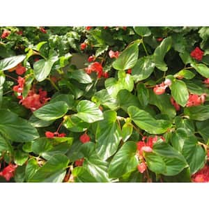 4.25 in. Grande Dragon Wing Red (Angelwing Begonia) Live Plant, Red Flowers (4-Pack)