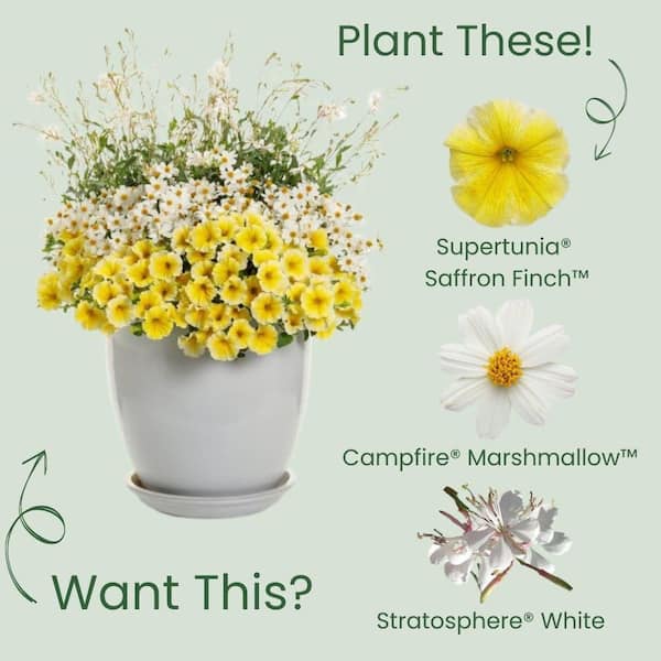 Proven Winners 4.25 in. Eco+ Grande Supertunia Saffron Finch