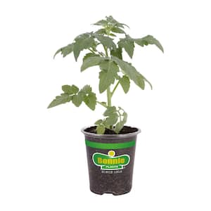 19 oz. Golden Jubilee Heirloom Tomato Plant