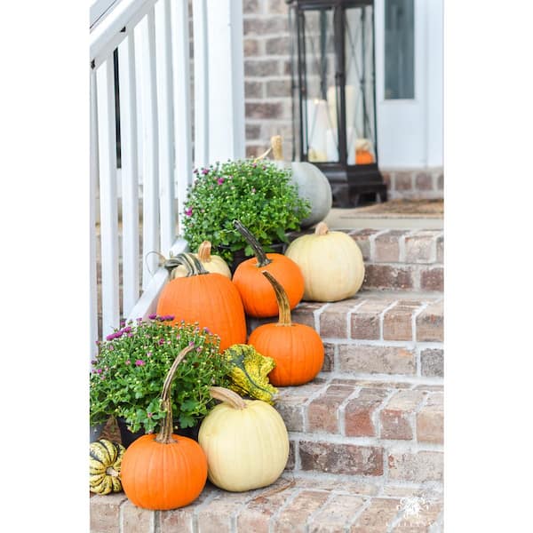 Free Shipping On Pumpkin Forms – Home and Garden