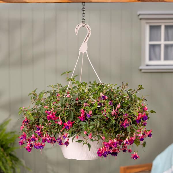 Vigoro 1.75 Gal. Fuchsia Dollar Princess Pink and Purple in
