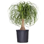 Ponytail Palm Beaucarnea recurvata Live Houseplant in 9.25 inch Grower Pot