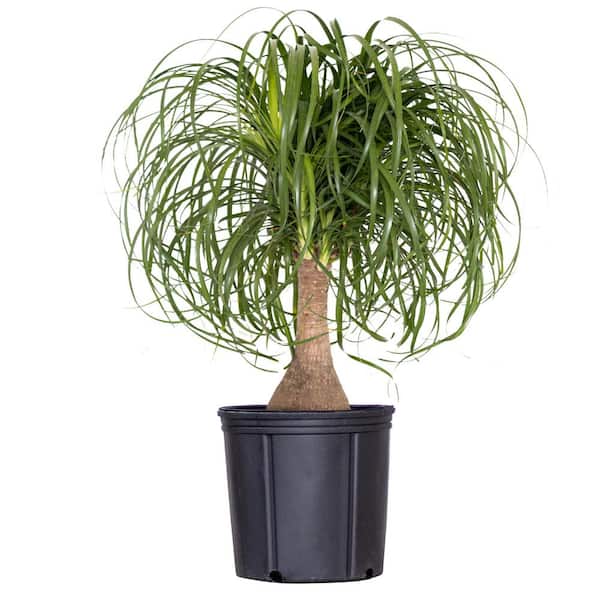 Vigoro 6 in. Ponytail Palm Plant (Beaucarnea recurvata) in Deco Pot
