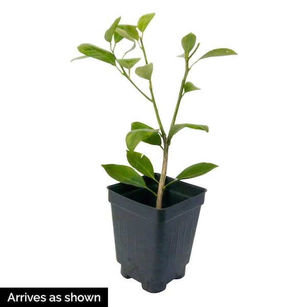 Brighter Blooms - Calamondin Tree, 3-4 ft. - No Shipping to AL, AZ, Ca, Fl, ga, La, or, and TX