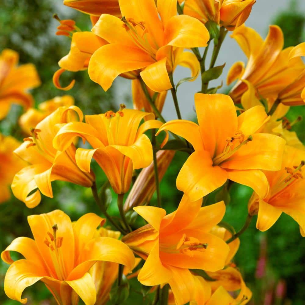 Zantedeschia Mixed Calla Lily Bulbs | Park Seed