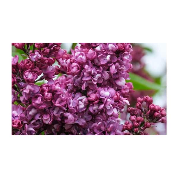 2.25 Gal. Charles Joly Lilac (Syringa v. 'Charles Joly') Live