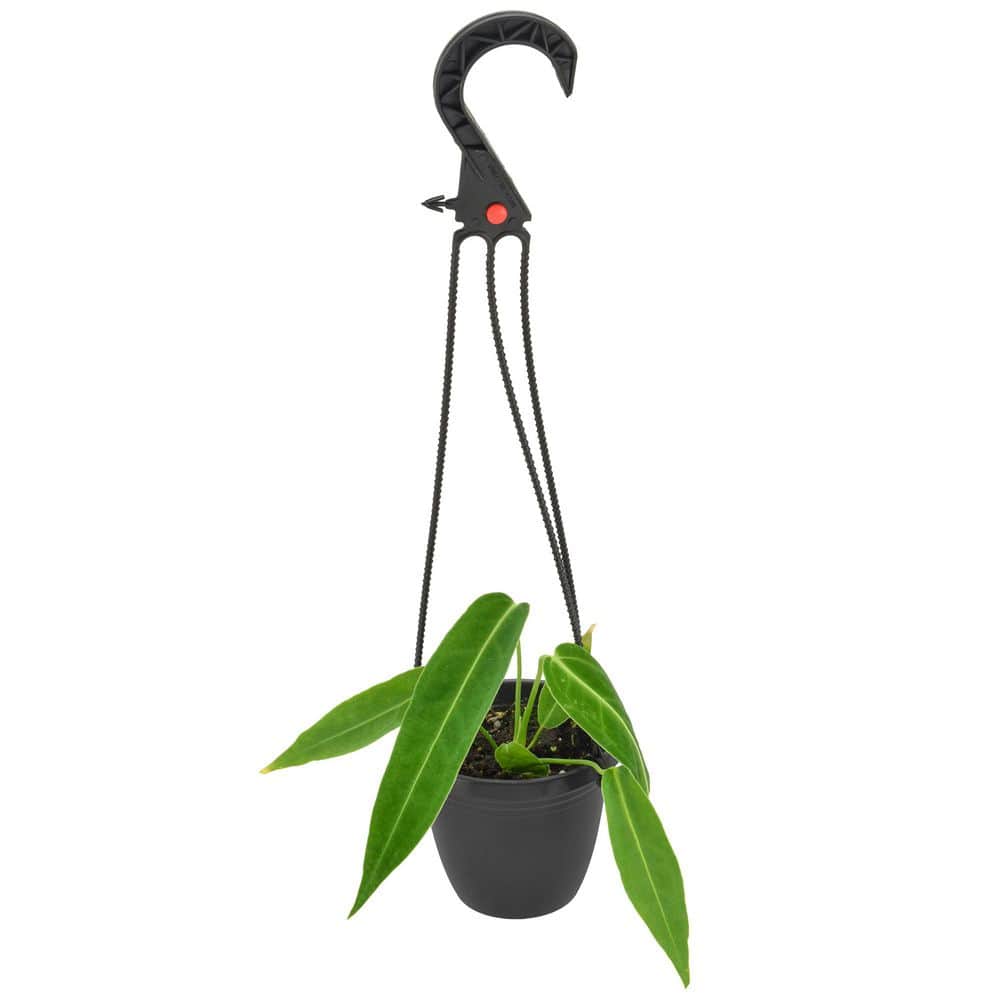 arcadia-garden-products-house-