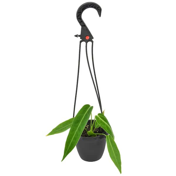 4 in. Anthurium Warocqueanum in Brown Plastic Hanging Basket