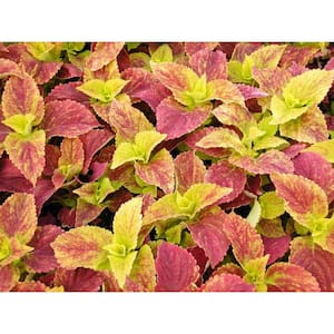 1.38 Pt. Coleus Plant Alabama Red/Yellow in 4.5 In. Grower's Pot (10-Plants)