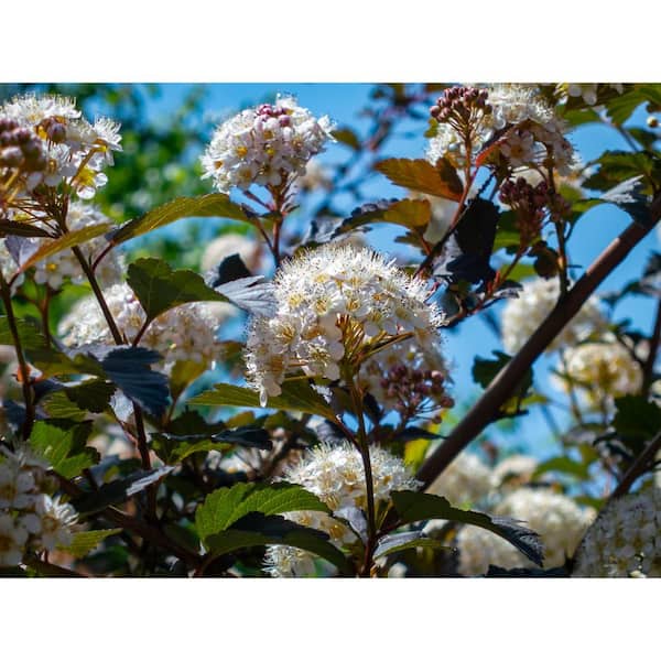 BELL NURSERY 3 Gal. Diablo Ninebark (Physocarpus) Live Shrub with Creamy White Flowers