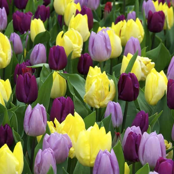 Vigoro 12/+ cm, Royal Prince Single Early Tulip Bulbs, Multi-Color (Bag of 25)