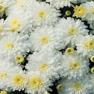 8 in. White and Cream Chrysanthemum Plant