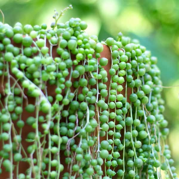 String of Pearls Plant, Senecio rowleyanus
