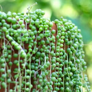 4 In. String of Pearls Senecio Plant in Grower Pot - 4 Piece