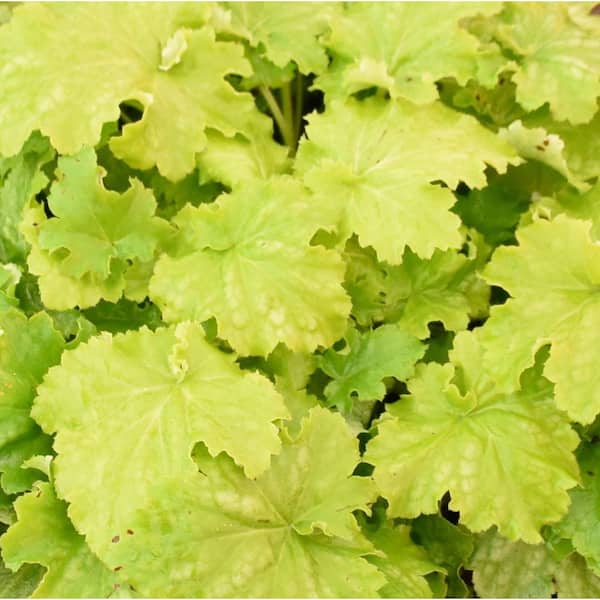 0.65 Gal. Dressed Up Ball Gown Coral Bells (Heuchera Hybrid) Live Perennial Plant with Chartreuse Yellow Foliage