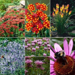 Gardening for Birds and Butterflies Collection Bulbs (28-Set)