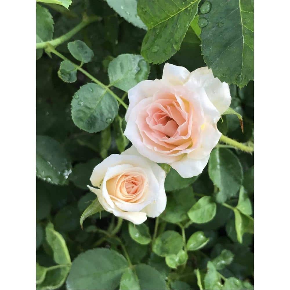 3 Gal. Dawn Brindabella Live Rose with Salmon Flowers (1-Pack)
