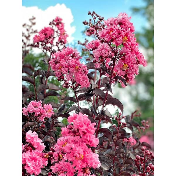 Proven Winners 7 Gal. Pink Flowering PW Deciduous Crape Myrtle