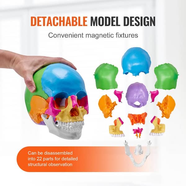 VEVOR Human Skull Model 22 Parts Human Skull Anatomy, Life-Size