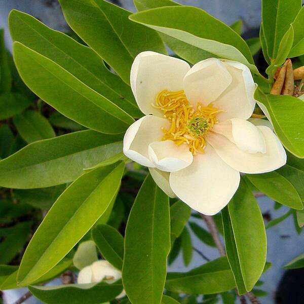 OnlinePlantCenter 18 in. Sweet Bay Magnolia-DISCONTINUED