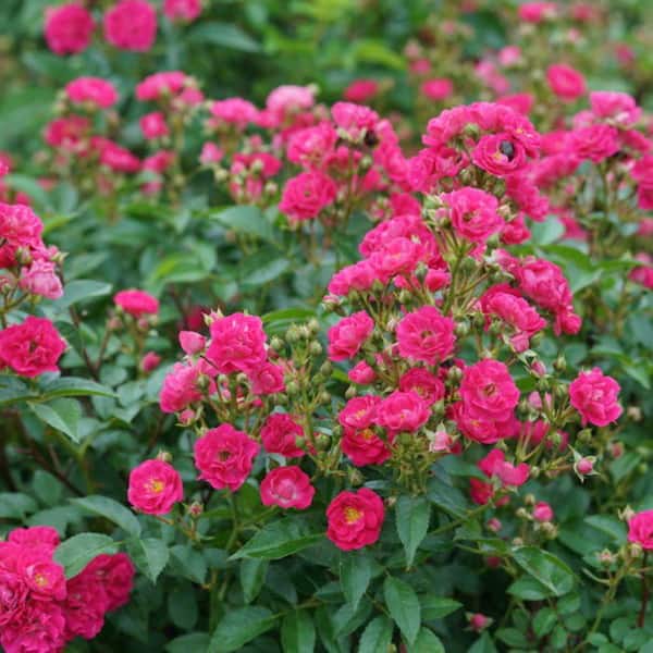 PROVEN WINNERS 2 Gal. Oso Easy Peasy Landscape Rose Continually Flowers with Magenta Flower Clusters all Summer into Fall
