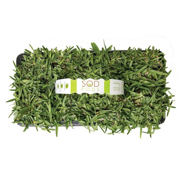 St Augustine CitraBlue Grass Sod Plugs Natural, Affordable Lawn Improvement (64-Count Trays)