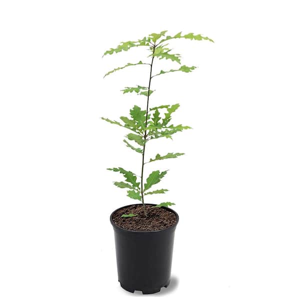 1 Gal. Shumard Oak Shade Tree
