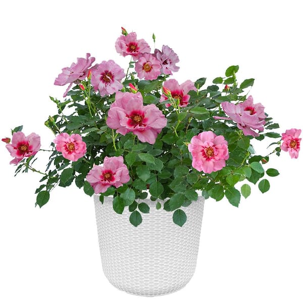 PROVEN WINNERS 2 Gal. Ringo Double Pink Rose Shrub 18340 - The