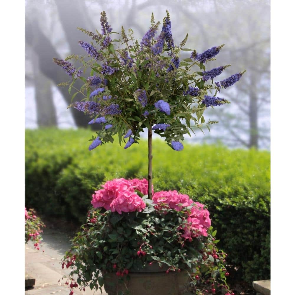 True Blue Butterfly Bush with Purple Flowers, 1 Quart