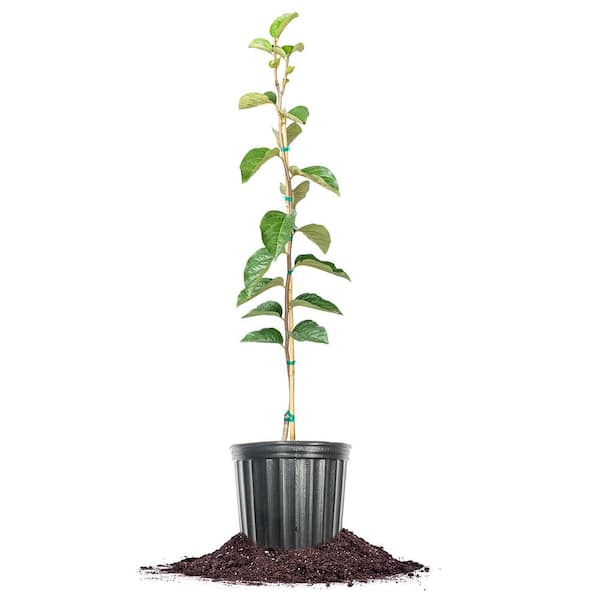 4.5 ft. Tall Ichi-Ki-Kei-Jiro Persimmon Tree in Grower's Pot, Hardy Non-Astringent Yields