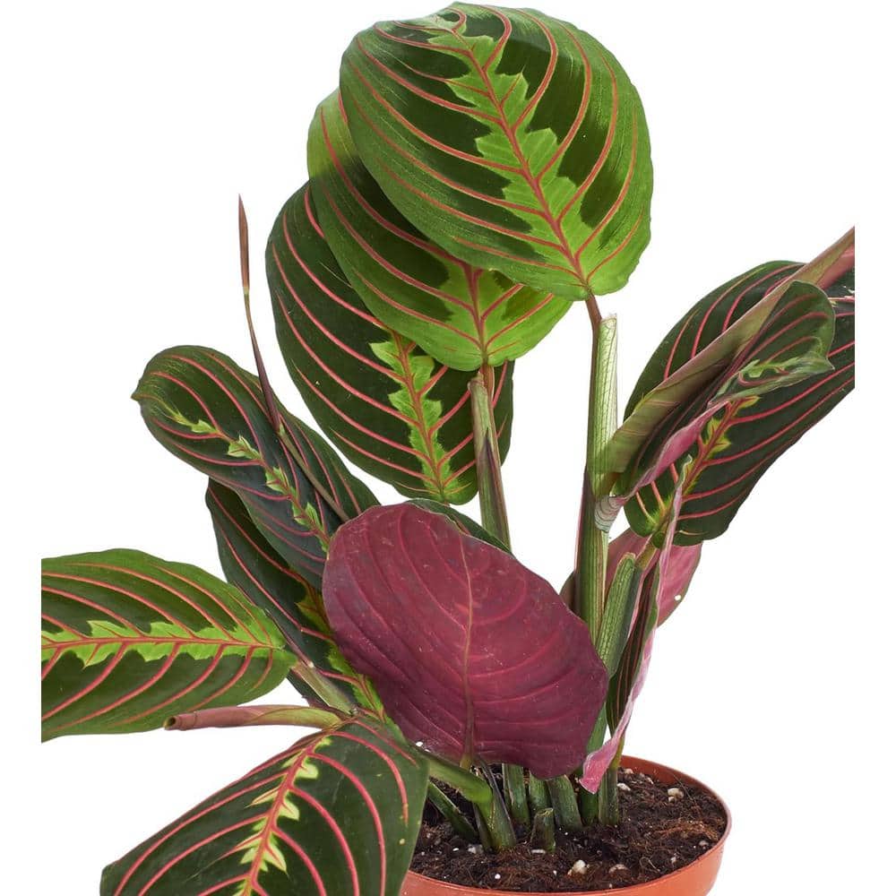 Large Maranta Red Prayer Plant in Brown Grower Pot