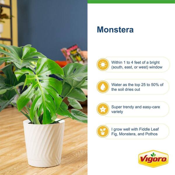 Vigoro Monstera Deliciosa Swiss Cheese Indoor Plant, in 10 in. White Decor  Pot Avg. Shipping Height 2-3 ft. Tall L-MON-S-PWT-01 - The Home Depot
