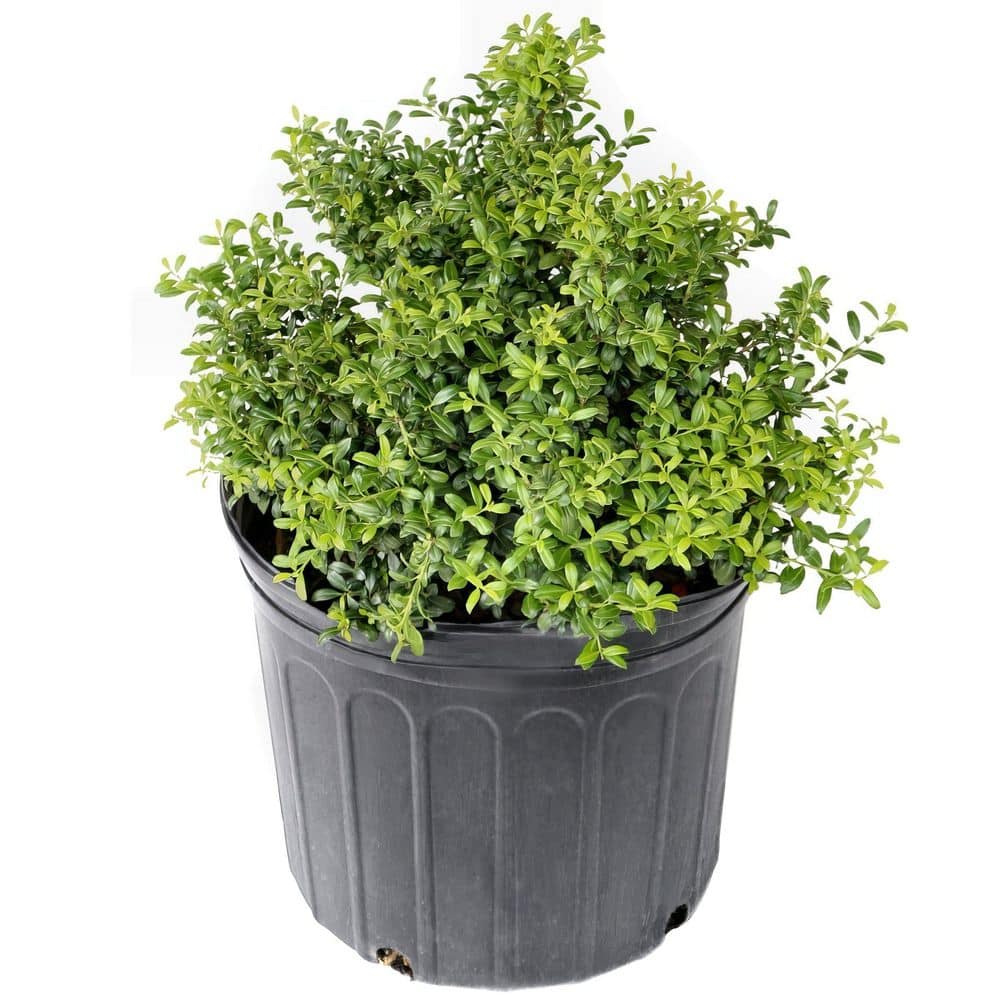 1 Gal. Holly Soft Touch Shrub (40-Pack) price history on PriceWatchPro