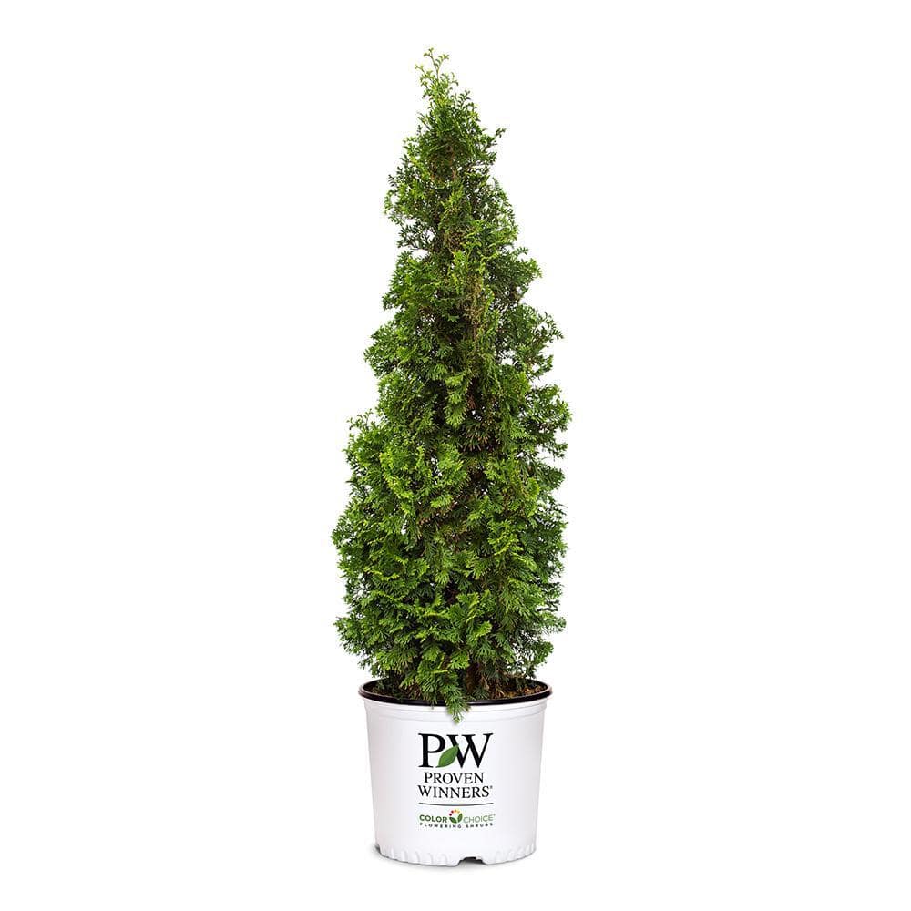 PROVEN WINNERS 2 Gal. Arborvitae Sting Evergreen Shrub 17540 - The Home ...