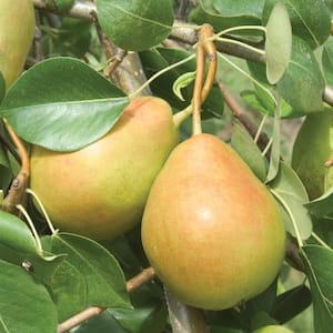 Crisp N Sweet Pear Pyrus Live Fruiting Bareroot Deluxe Tree Kit (1-Pack)